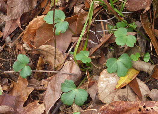 image of Sanicula smallii, Small's Sanicle, Southern Sanicle, Small's Black-snakeroot