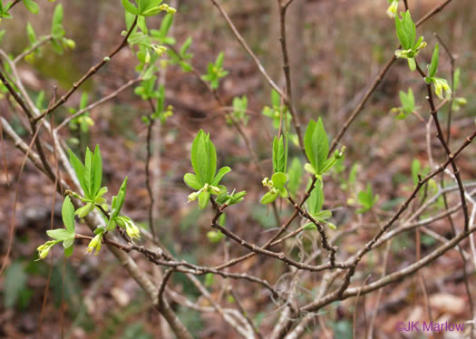 image of Dirca palustris, Eastern Leatherwood, Leatherbark, Wicopee, Rope-bark