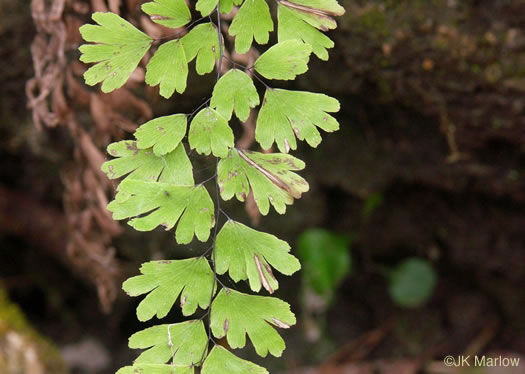 image of Adiantum capillus-veneris, Southern Maidenhair Fern, Venus-hair Fern