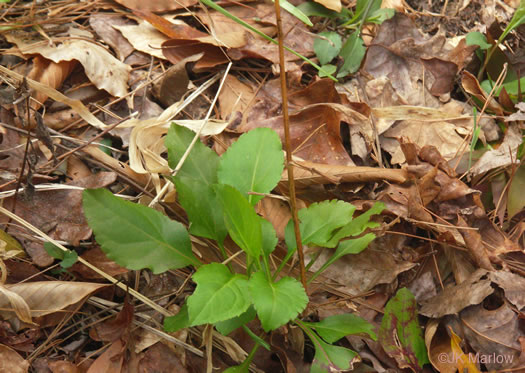 image of Solidago caesia, Bluestem Goldenrod, Axillary Goldenrod, Wreath Goldenrod, Bridal-wreath Goldenrod