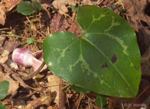 image of Hexastylis heterophylla, Variable-leaf Heartleaf