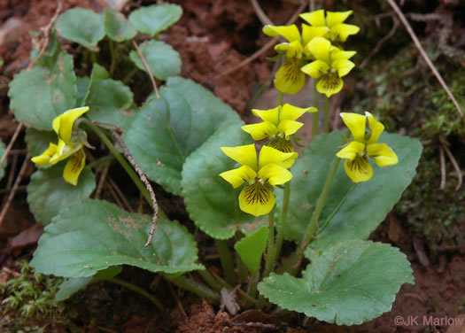 image of Viola rotundifolia, Roundleaf Yellow Violet, Early Yellow Violet