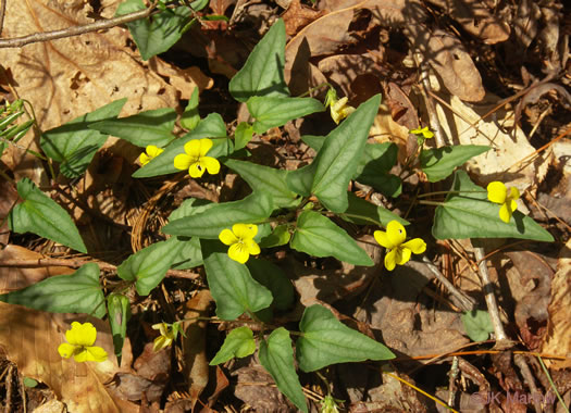 image of Viola hastata, Halberdleaf Violet, Halberdleaf Yellow Violet, Spearleaf Violet, Silverleaf Violet