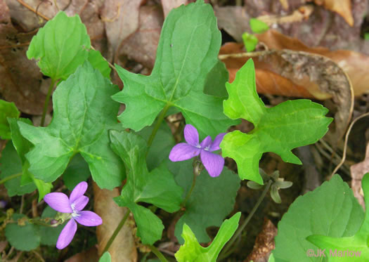 image of Viola palmata var. palmata, Wood Violet, Southern Three-lobed Violet