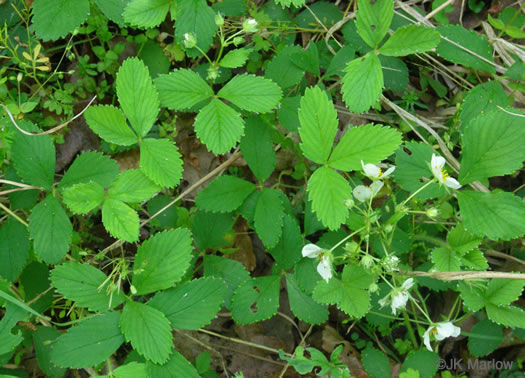 image of Fragaria virginiana, Wild Strawberry