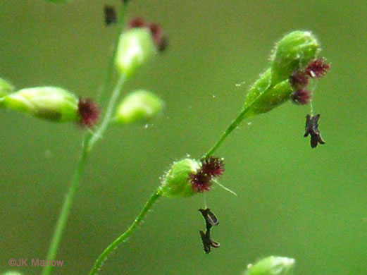 image of Dichanthelium boscii, Bosc's Witchgrass