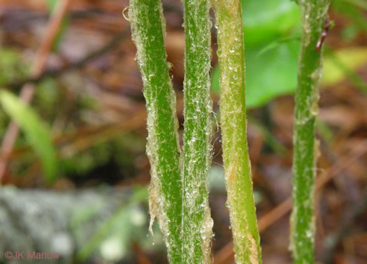 image of Osmundastrum cinnamomeum, Cinnamon Fern