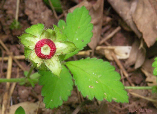 image of Potentilla indica, Indian Strawberry, Mock Strawberry