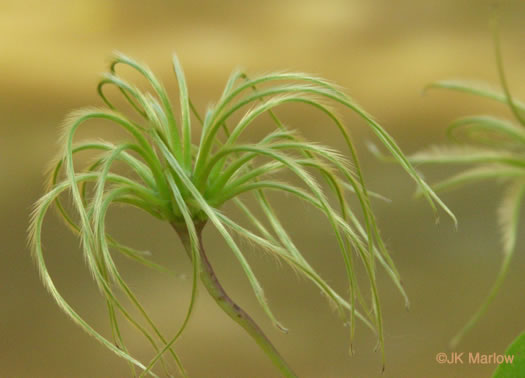 image of Clematis viorna, Northern Leatherflower, Vase-vine