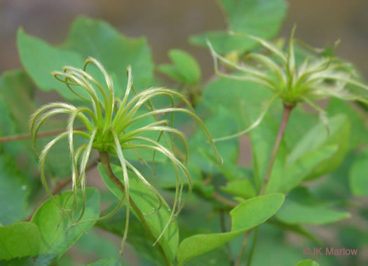 image of Clematis viorna, Northern Leatherflower, Vase-vine