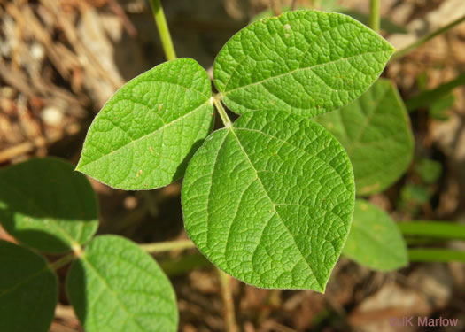 image of Rhynchosia tomentosa, Twining Snoutbean, Erect Snoutbean