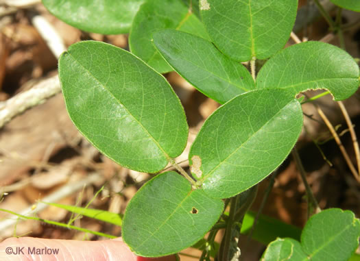 Galactia regularis, Downy Milkpea, Hairy Milkpea, Twining Milkpea, Eastern Milkpea