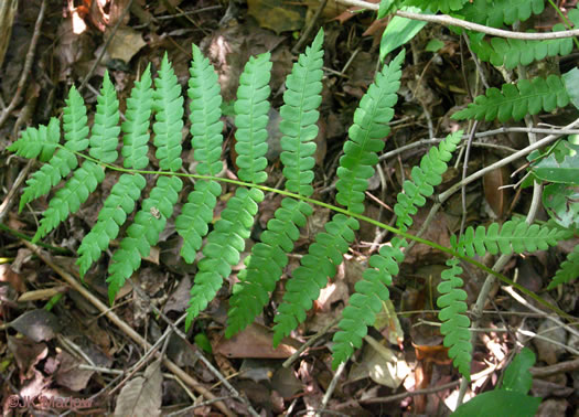 image of Osmundastrum cinnamomeum, Cinnamon Fern