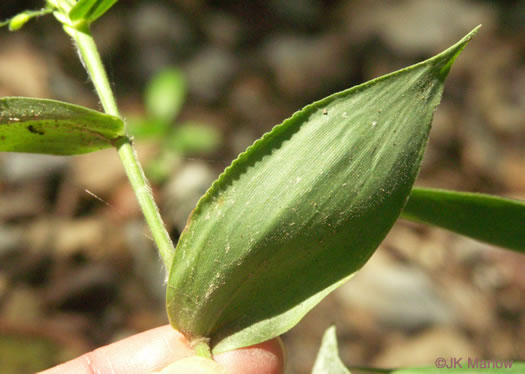 image of Dichanthelium boscii, Bosc's Witchgrass