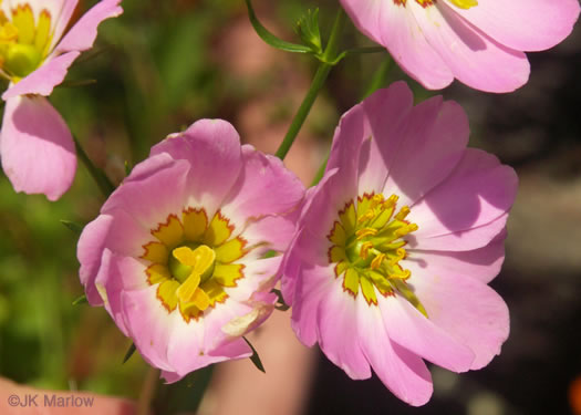 image of Sabatia kennedyana, Plymouth Rose-gentian, Plymouth Gentian