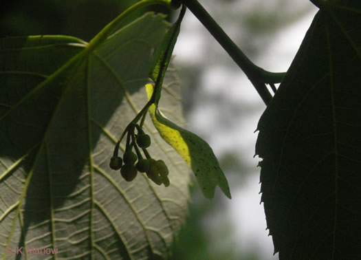 image of Tilia americana var. heterophylla, Mountain Basswood, White Basswood