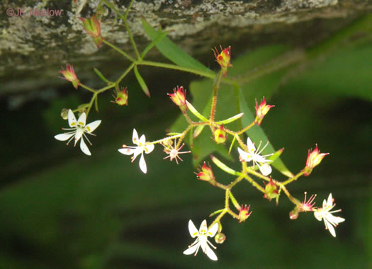 Michaux's Saxifrage