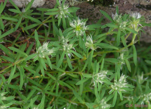 image of Paronychia argyrocoma, Silverling, Silver Whitlow-wort, Silvery Nailwort