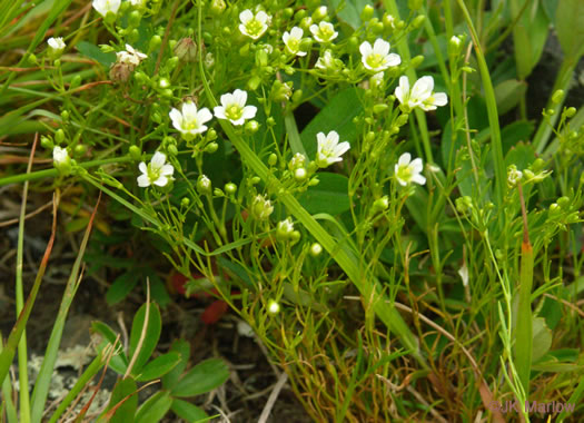 image of Geocarpon groenlandicum, Mountain Sandwort, Greenland Sandwort