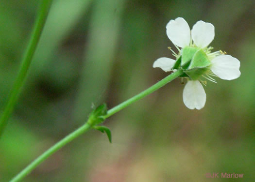 image of Geum canadense, White Avens