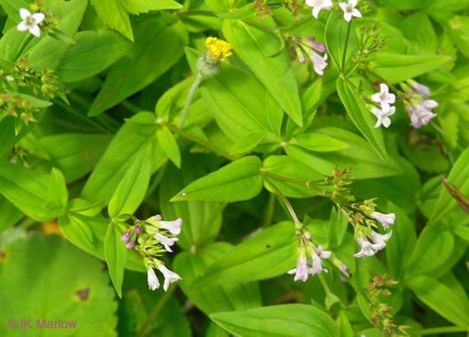 image of Houstonia purpurea, Summer Bluet, Mountain Bluet, Woodland Bluet, Purple Bluet