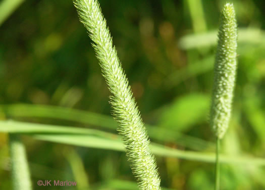 spikelet