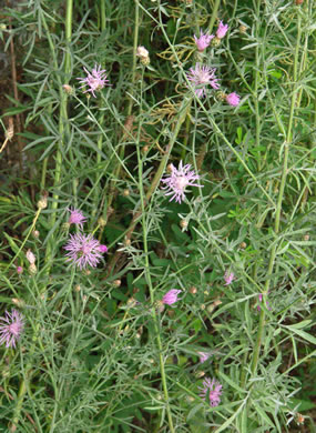 image of Centaurea stoebe ssp. micranthos, Spotted Knapweed, Bushy Knapweed