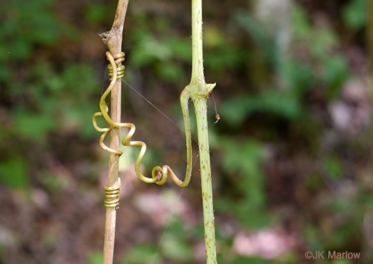 image of Vitis aestivalis var. aestivalis, Summer Grape