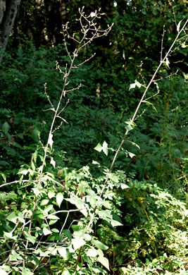 image of Lactuca floridana, Woodland Lettuce