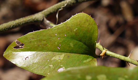 image of Smilax bona-nox var. bona-nox, Fringed Greenbrier, Catbrier, Stretchberry, Tramp's Trouble