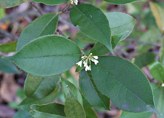 image of Osmanthus fragrans, Fragrant Tea Olive