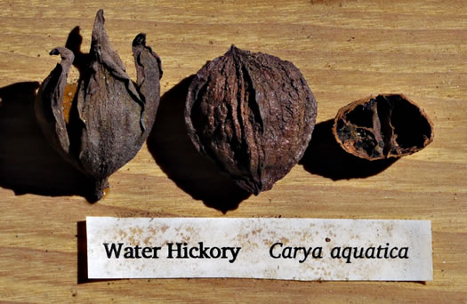 image of Carya aquatica, Water Hickory, Bitter Pecan