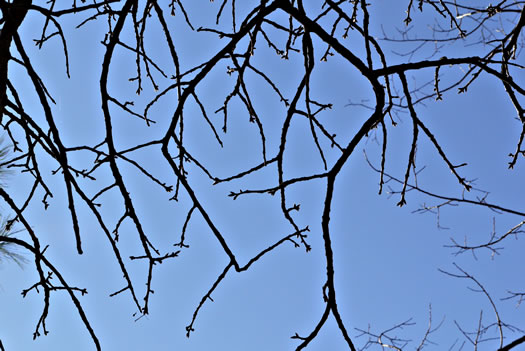 image of Quercus marilandica var. marilandica, Blackjack Oak