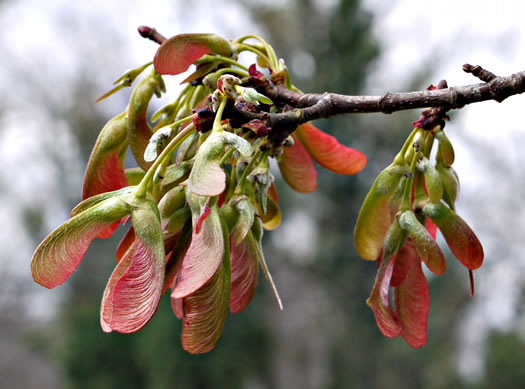 image of Acer saccharinum, Silver Maple, Soft Maple