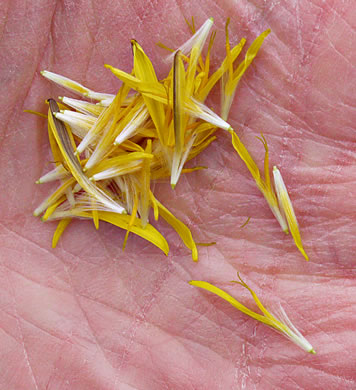 image of Taraxacum officinale, Common Dandelion