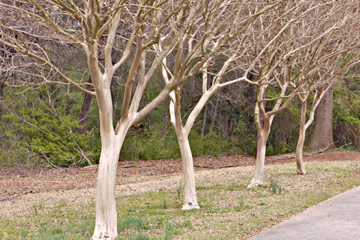 image of Lagerstroemia indica, Crape-myrtle