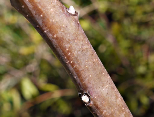 Rhus glabra, Smooth Sumac, Common Sumac