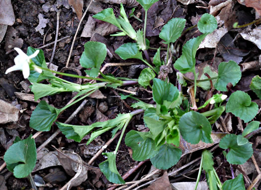 image of Viola striata, Pale Violet, Creamy Violet, Striped Cream Violet