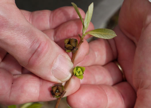 image of Asimina parviflora, Small-flowered Pawpaw, Small-fruited Pawpaw, Dwarf Pawpaw