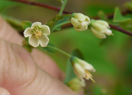 image of Vaccinium stamineum var. stamineum, Common Deerberry