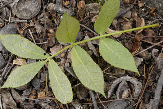 Carya pallida, Sand Hickory, Pale Hickory