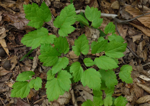 image of Actaea racemosa, Common Black Cohosh, Early Black Cohosh, Black Snakeroot, black bugbane