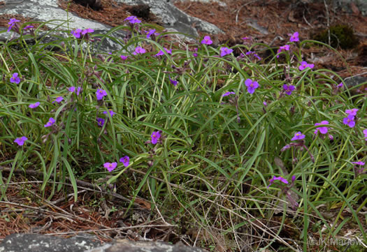 image of Tradescantia hirsuticaulis, Hairy Spiderwort