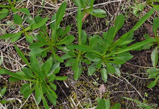 image of Helianthus longifolius, Longleaf Sunflower