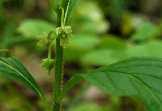 image of Cubelium concolor, Eastern Green-violet