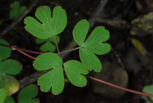 Enemion biternatum, False Rue-anemone, Isopyrum