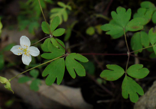 Enemion biternatum, False Rue-anemone, Isopyrum