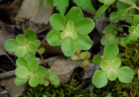 image of Sedum ternatum, Mountain Stonecrop, Whorled Stonecrop, Three-leaf Stonecrop