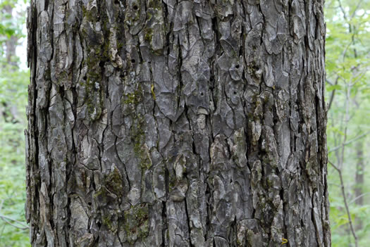 image of Ulmus serotina, September Elm, Rock Elm