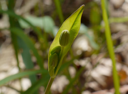 image of Krigia biflora ssp. biflora, Orange Dwarf-dandelion, Two-flower Dwarf-dandelion, Two-flower Cynthia, Twin-flowered Cynthia